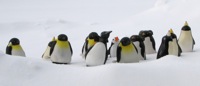 Penguin Army 