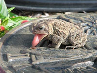 Toad with his tongue out