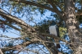 Kereru - Wood Pigeon - in the tree. There was another one a short distance away.