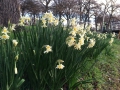 A bunch of White Jonquils