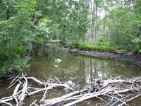 Another View of the Cass River