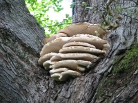 More Fungus