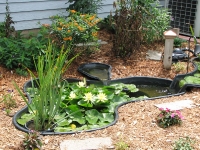 Water Garden Lower - a view of the lower pond with the purchased lily