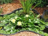 Closer View of the lily we purchased at Apols