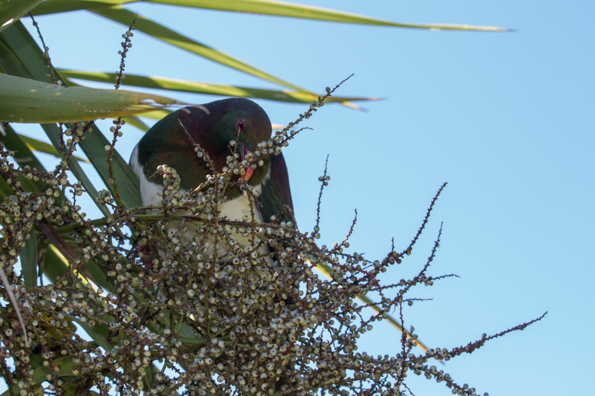 The Wood Pigeon and the Berries